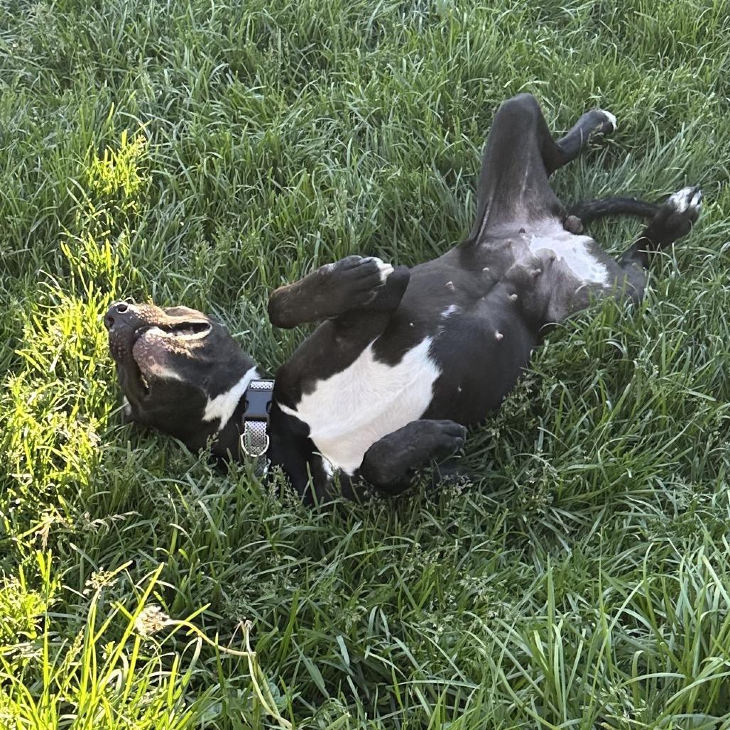 Enlarge Kasha, a Adoptable Pit Bull Terrier in Chicago, IL image 4/6