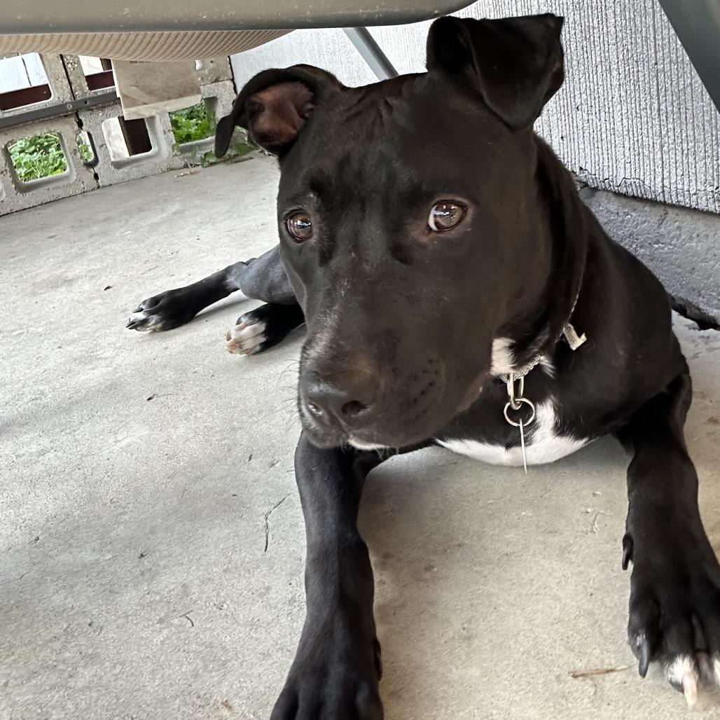 Enlarge Kasha, a Adoptable Pit Bull Terrier in Chicago, IL image 5/6