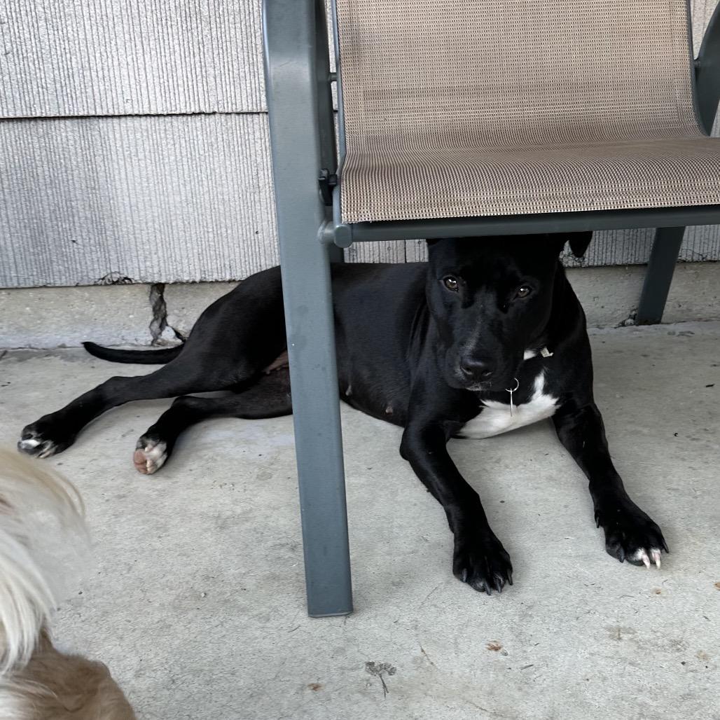 Enlarge Kasha, a Adoptable Pit Bull Terrier in Chicago, IL image 6/6