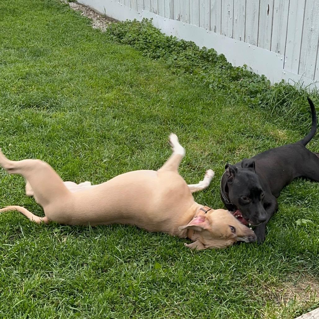 Enlarge Kasha, a Adoptable Pit Bull Terrier in Chicago, IL image 4/5