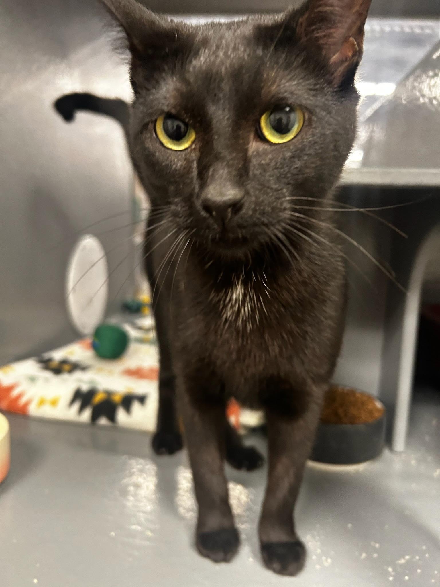 Anastasia, Young Female Domestic Short Hair