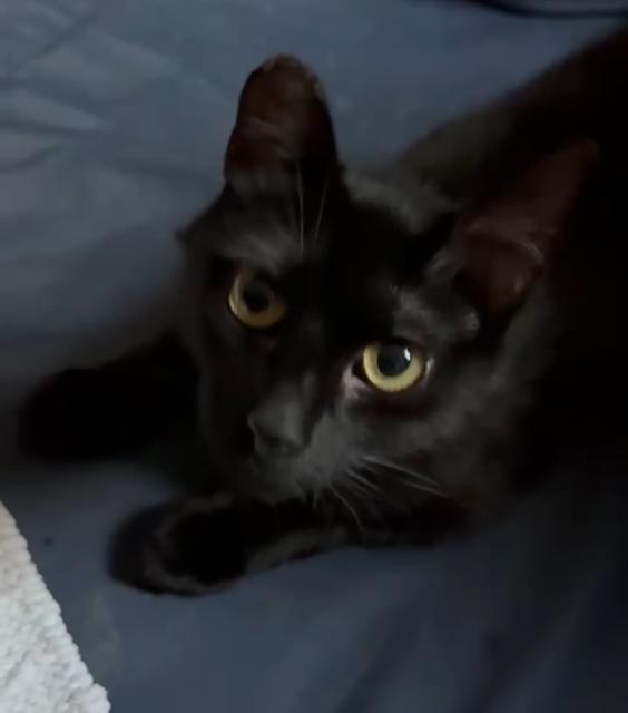 Enlarge Mara, a Adoptable Domestic Short Hair in Jersey City, NJ image 1/1