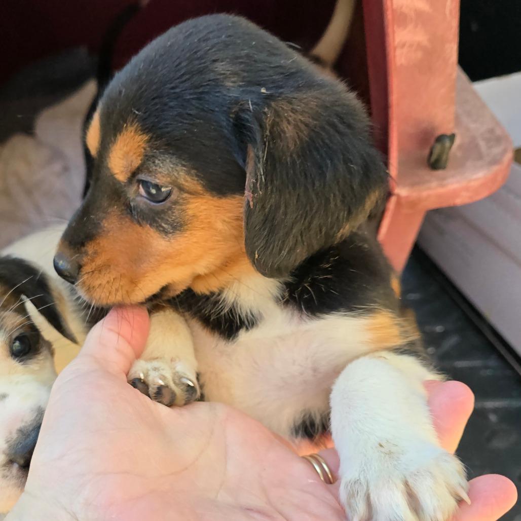 Julietta, Adoptable, Puppy Female Mixed Breed.