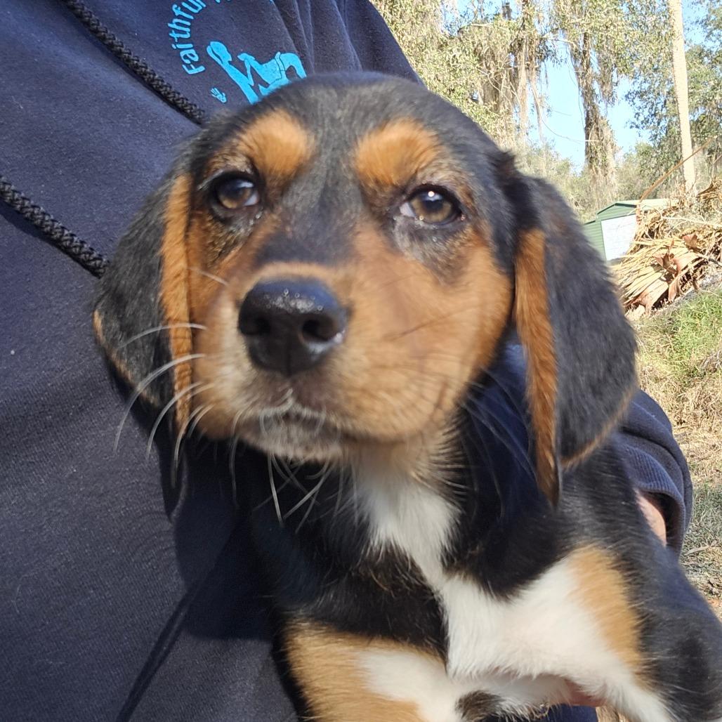 Enlarge Julietta, a Adoptable Mixed Breed in Williston, FL image 3/3