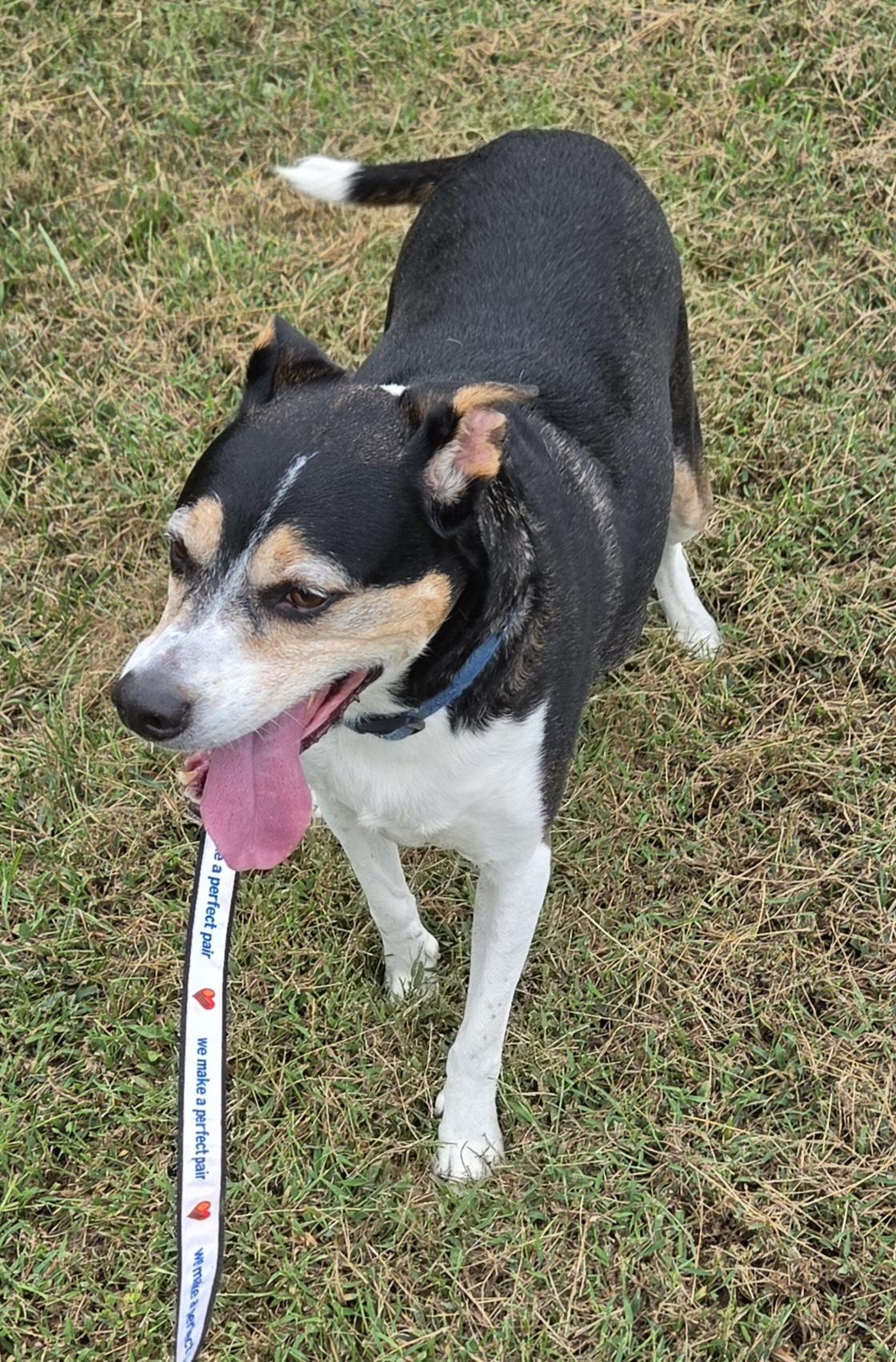 Enlarge Bear, a Adoptable mixed breed in Anna, IL image 3/3