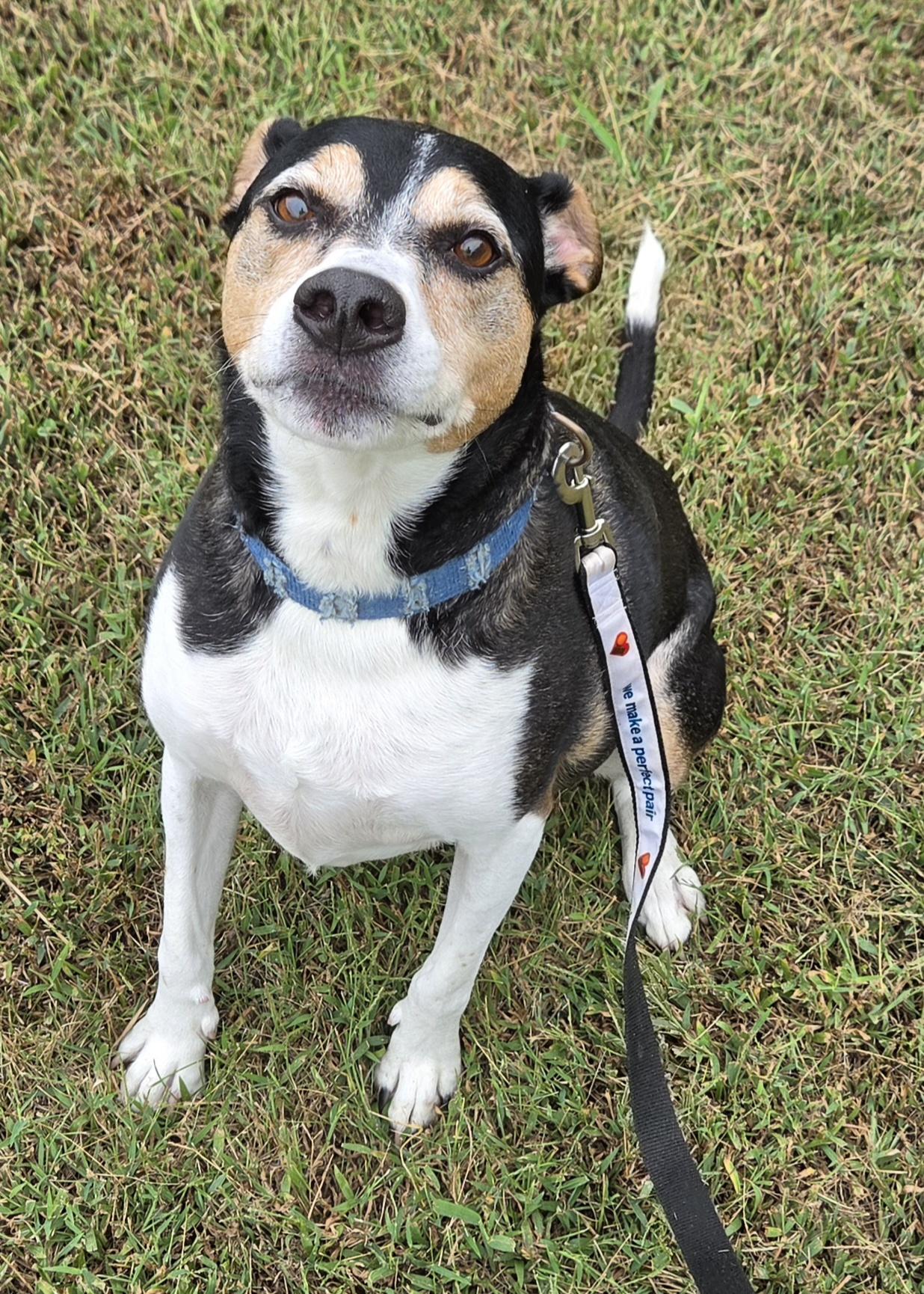 Enlarge Bear, a Adoptable mixed breed in Anna, IL image 2/3