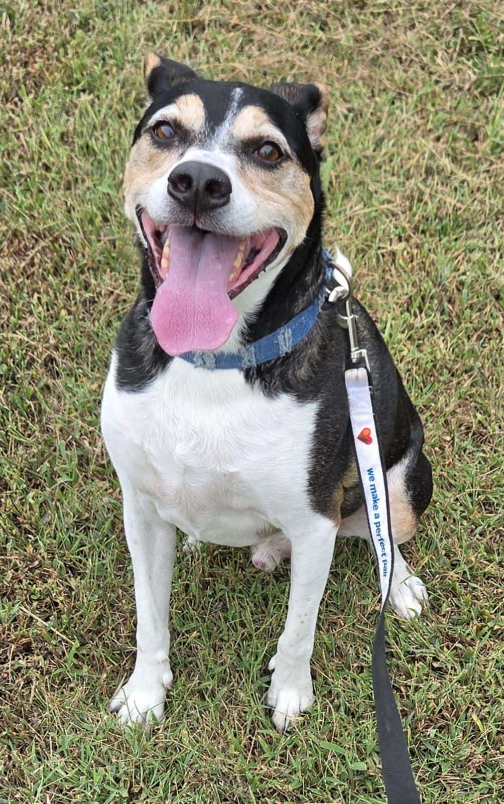 Enlarge Bear, a Adoptable mixed breed in Anna, IL image 1/3