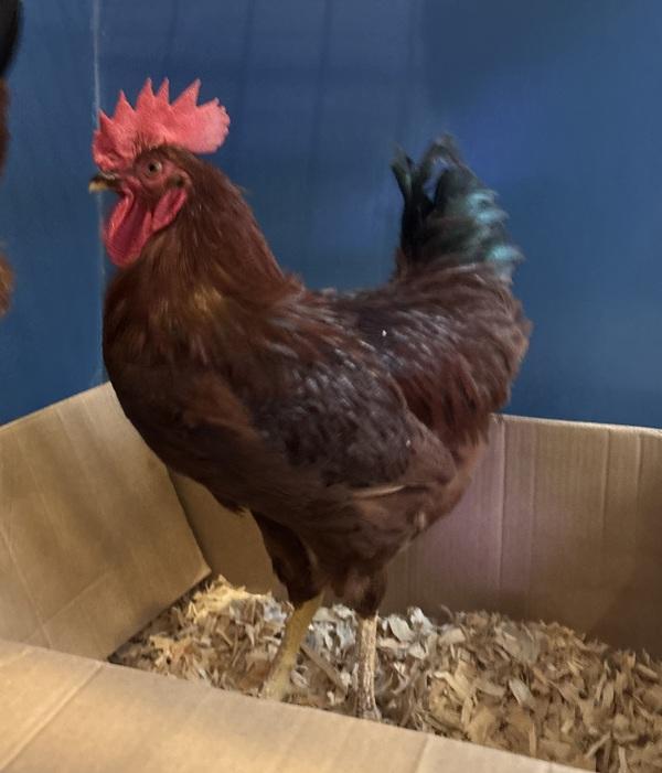 Lug, Adoptable, Adult Male Chicken.