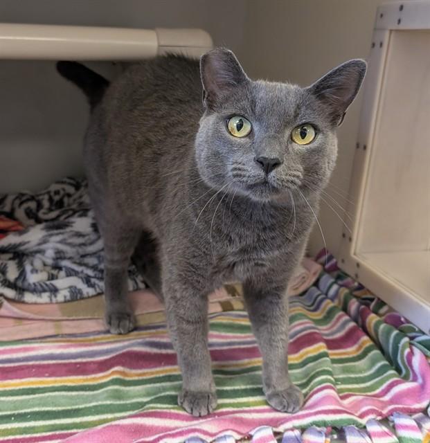 Enlarge TIGGER, a Adoptable Domestic Short Hair in Salinas, CA image 1/1