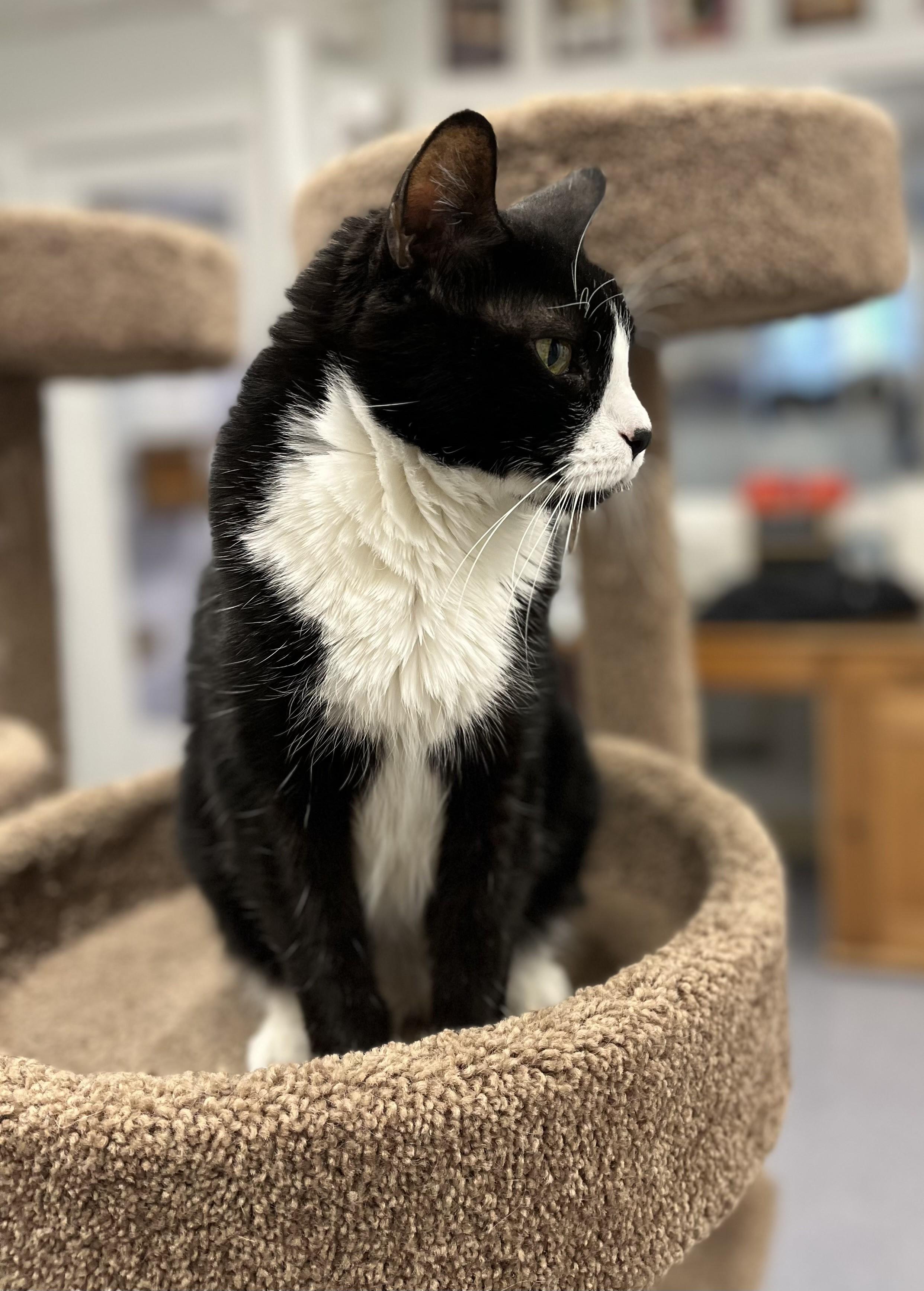 Enlarge Oreo, a Adoptable mixed breed in Harrison, NY image 1/4