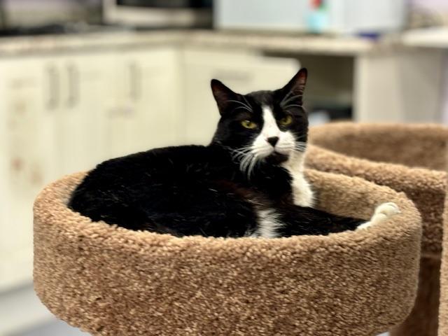 Enlarge Oreo, a Adoptable mixed breed in Harrison, NY image 2/4