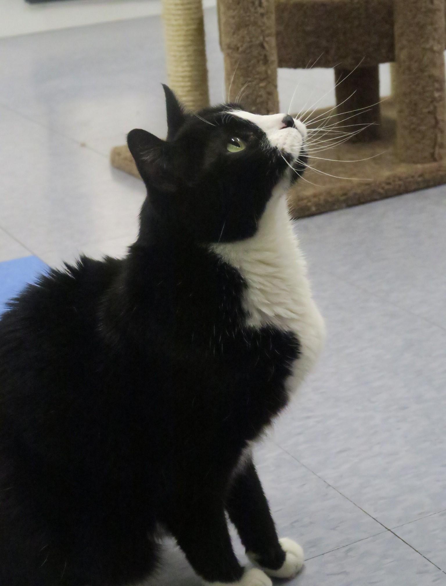 Enlarge Oreo, a Adoptable mixed breed in Harrison, NY image 4/4