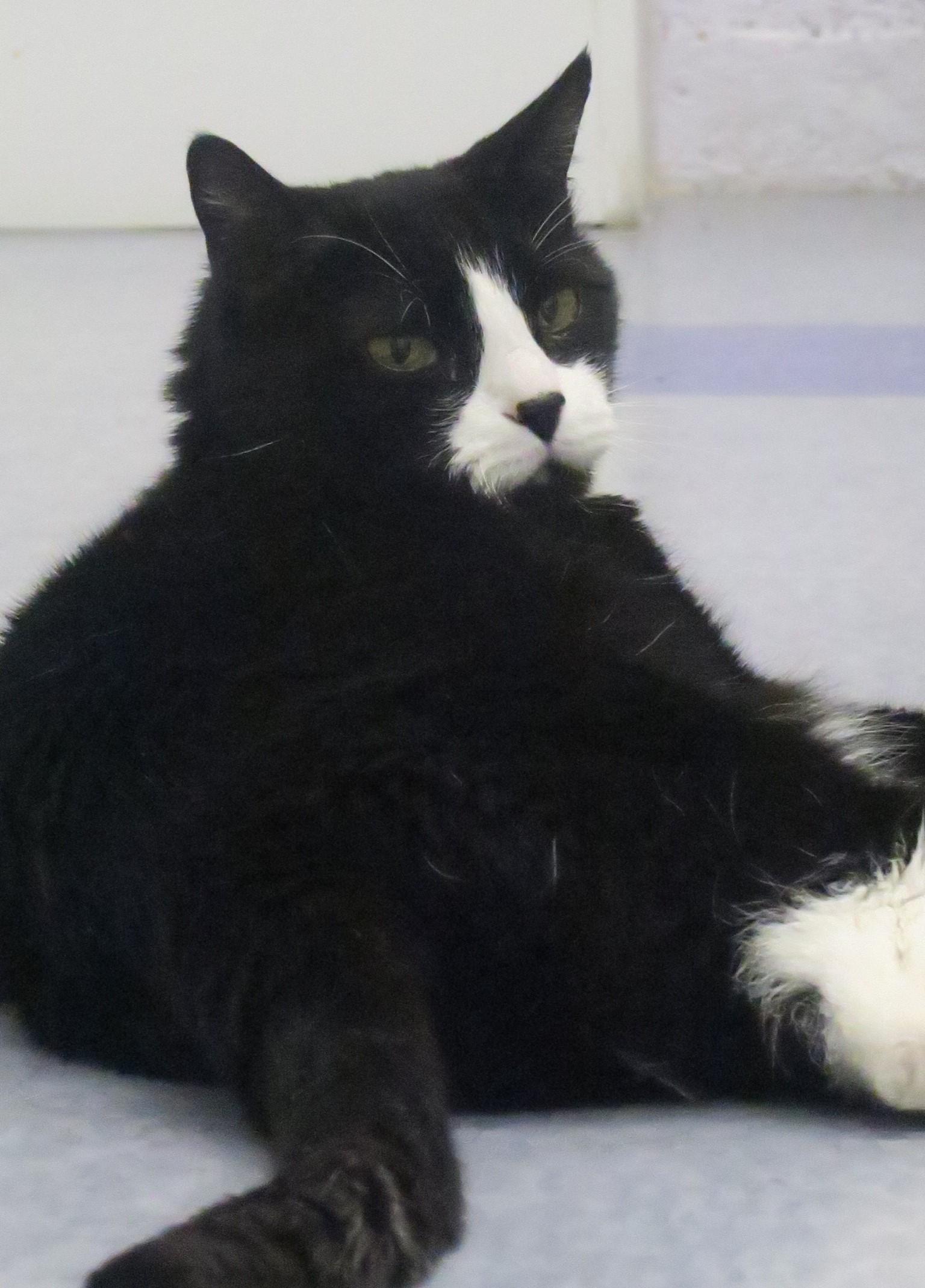 Enlarge Oreo, a Adoptable mixed breed in Harrison, NY image 3/4