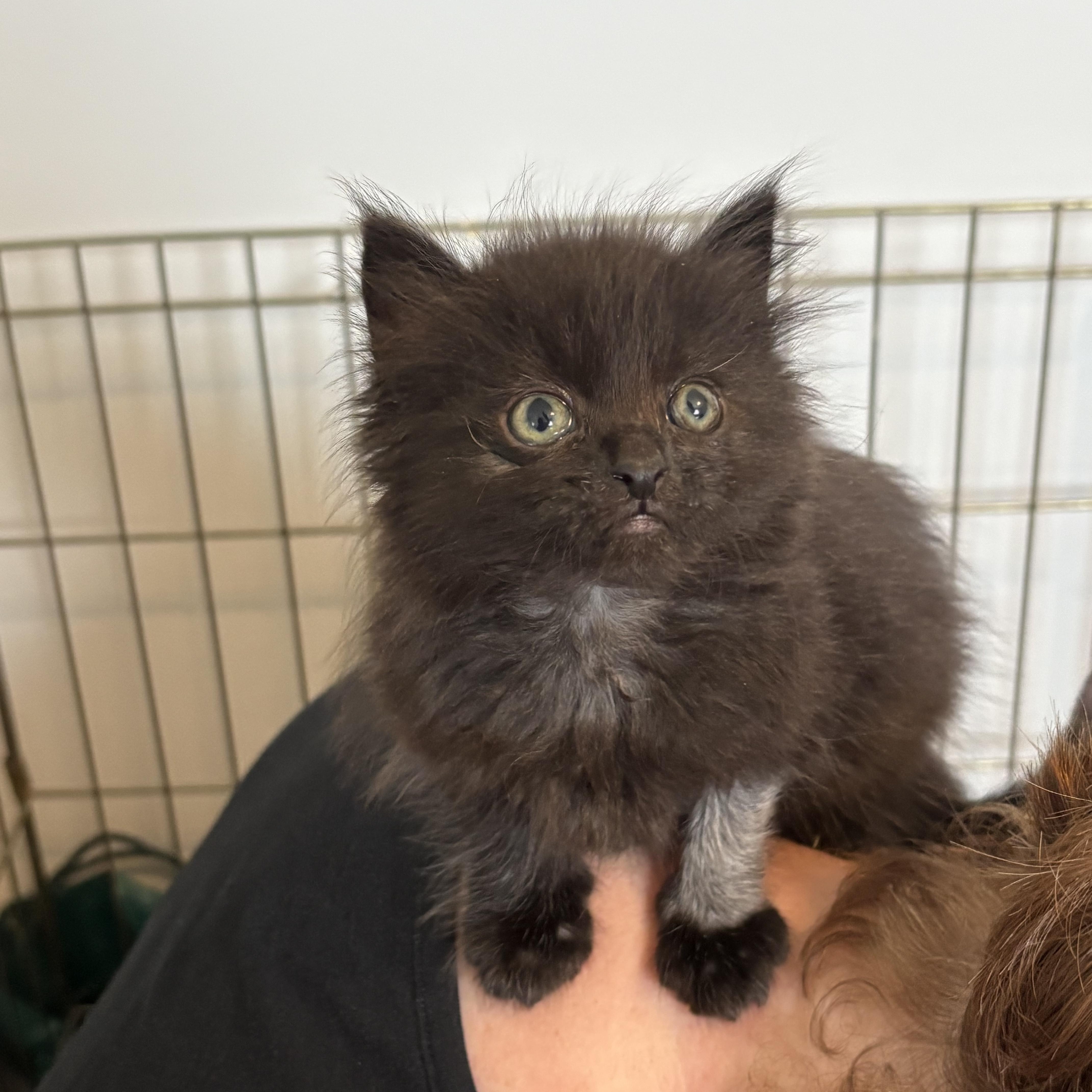 Bink JC 0526, Adopted, Kitten Female Domestic Short Hair.