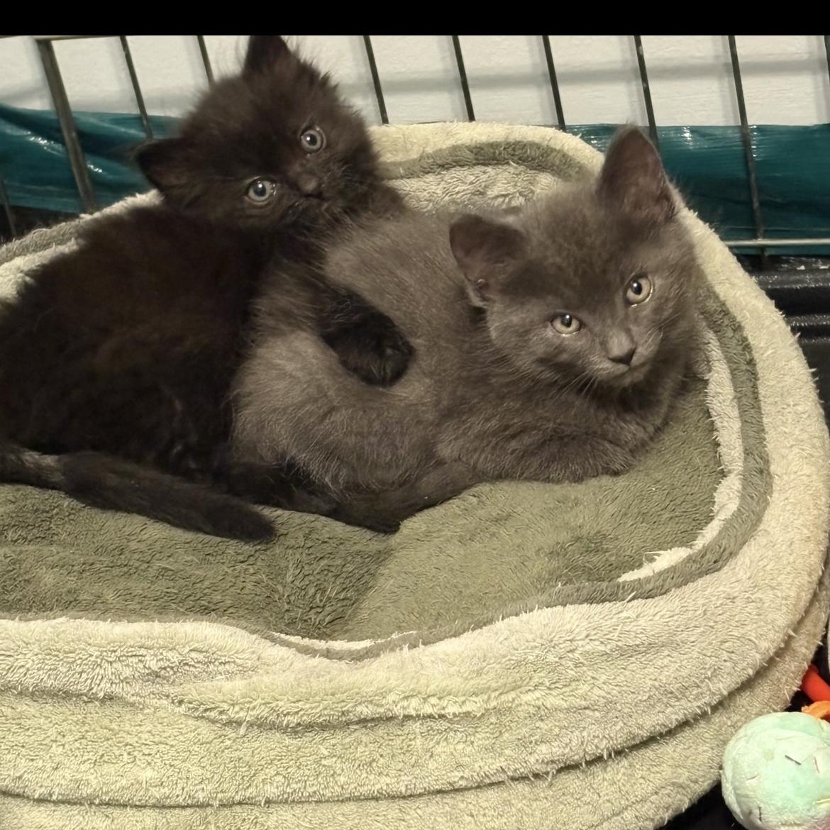 Enlarge Bink JC 0526, a Adopted Domestic Short Hair in West Bloomfield, MI image 2/4
