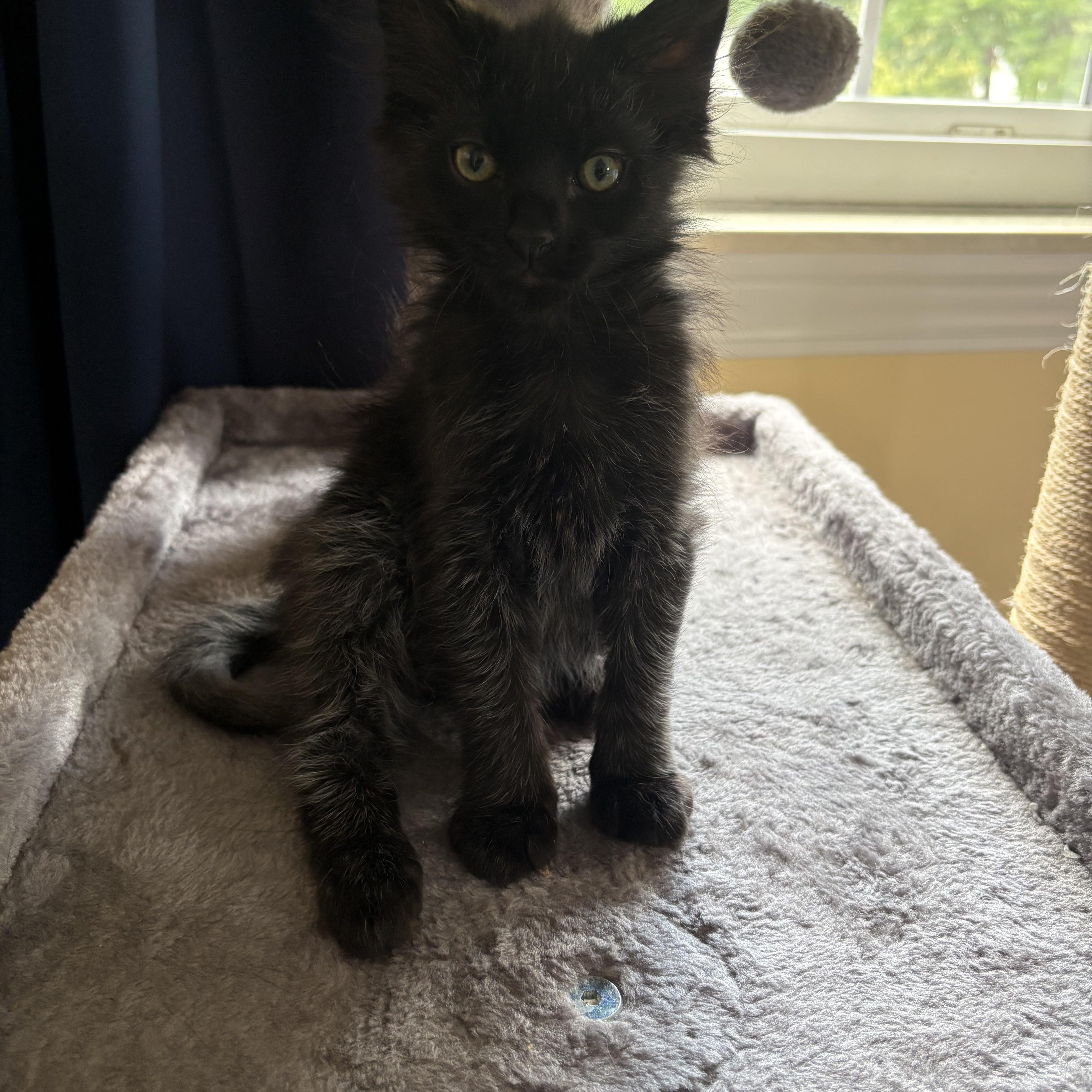 Enlarge Bink JC 0526, a Adopted Domestic Short Hair in West Bloomfield, MI image 4/4