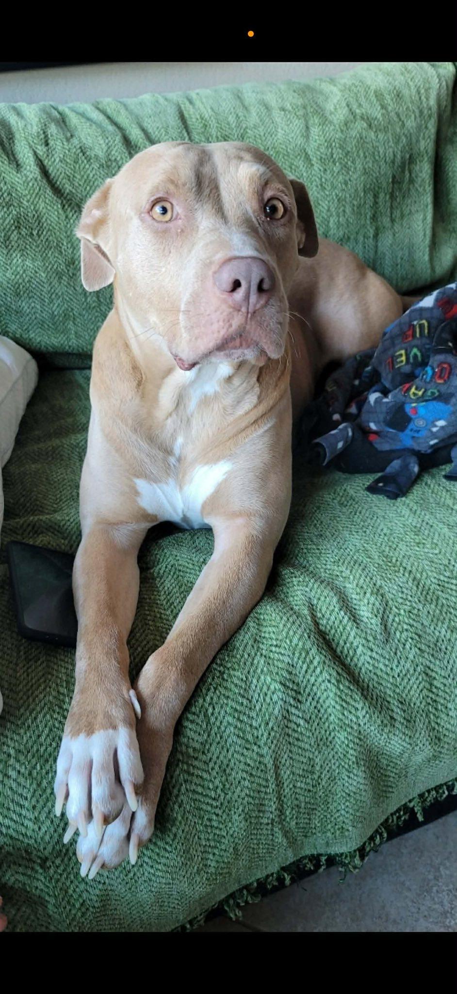 Hazel, a Adoptable mixed breed image 1/3