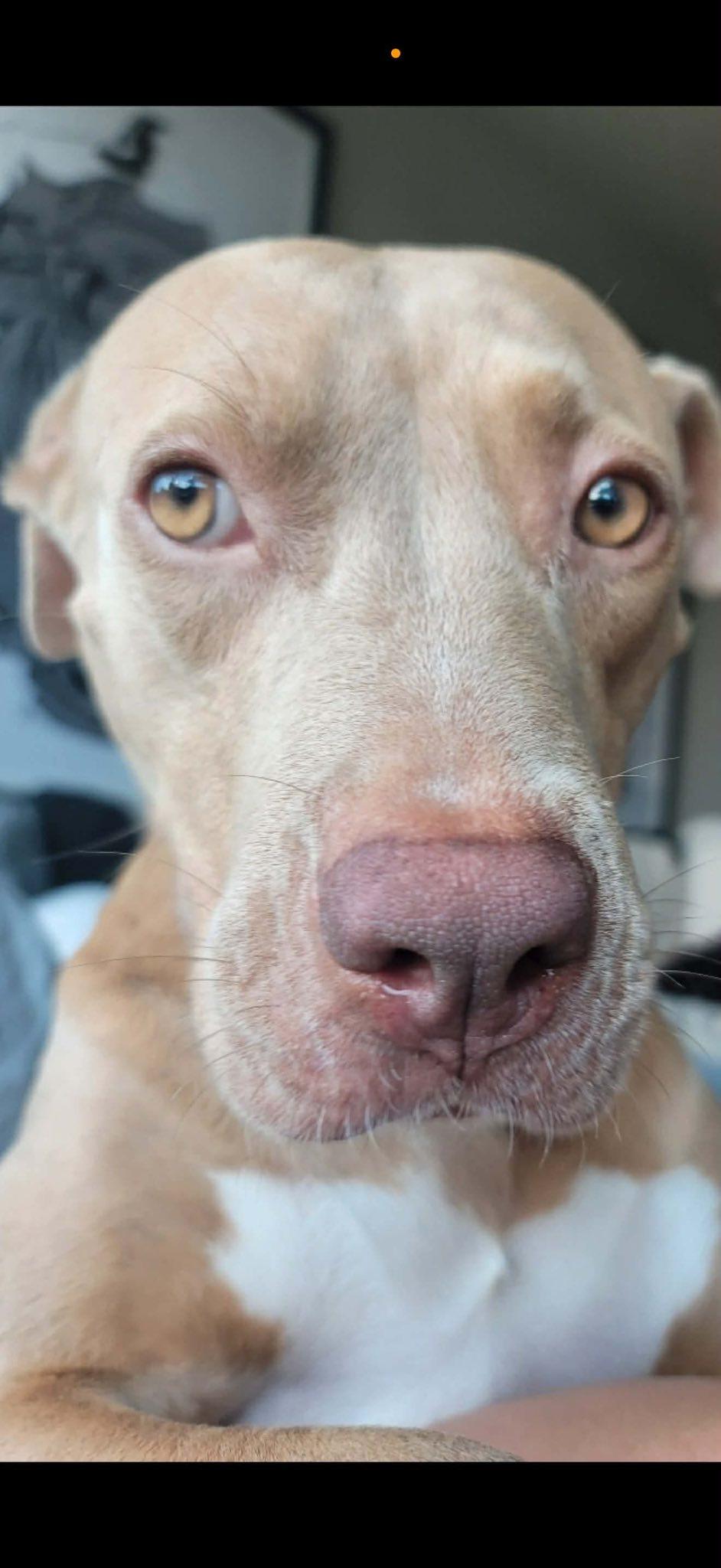 Hazel, a Adoptable mixed breed image 2/3