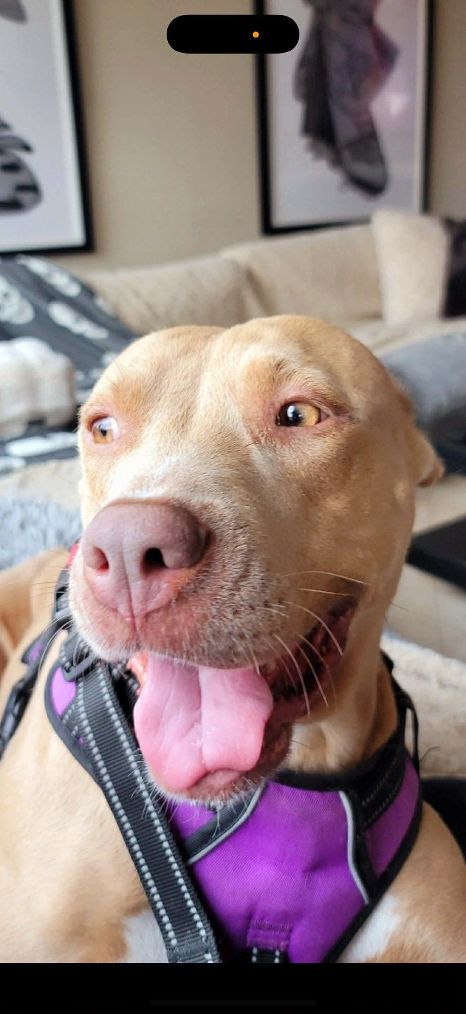 Hazel, a Adoptable mixed breed image 3/3