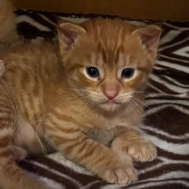 Enlarge Cheese Puff, a Adoptable Domestic Short Hair in Manalapan, NJ image 1/1