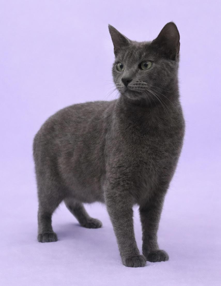 LATTE, ADOPTABLE, Adult Female Domestic Short Hair.