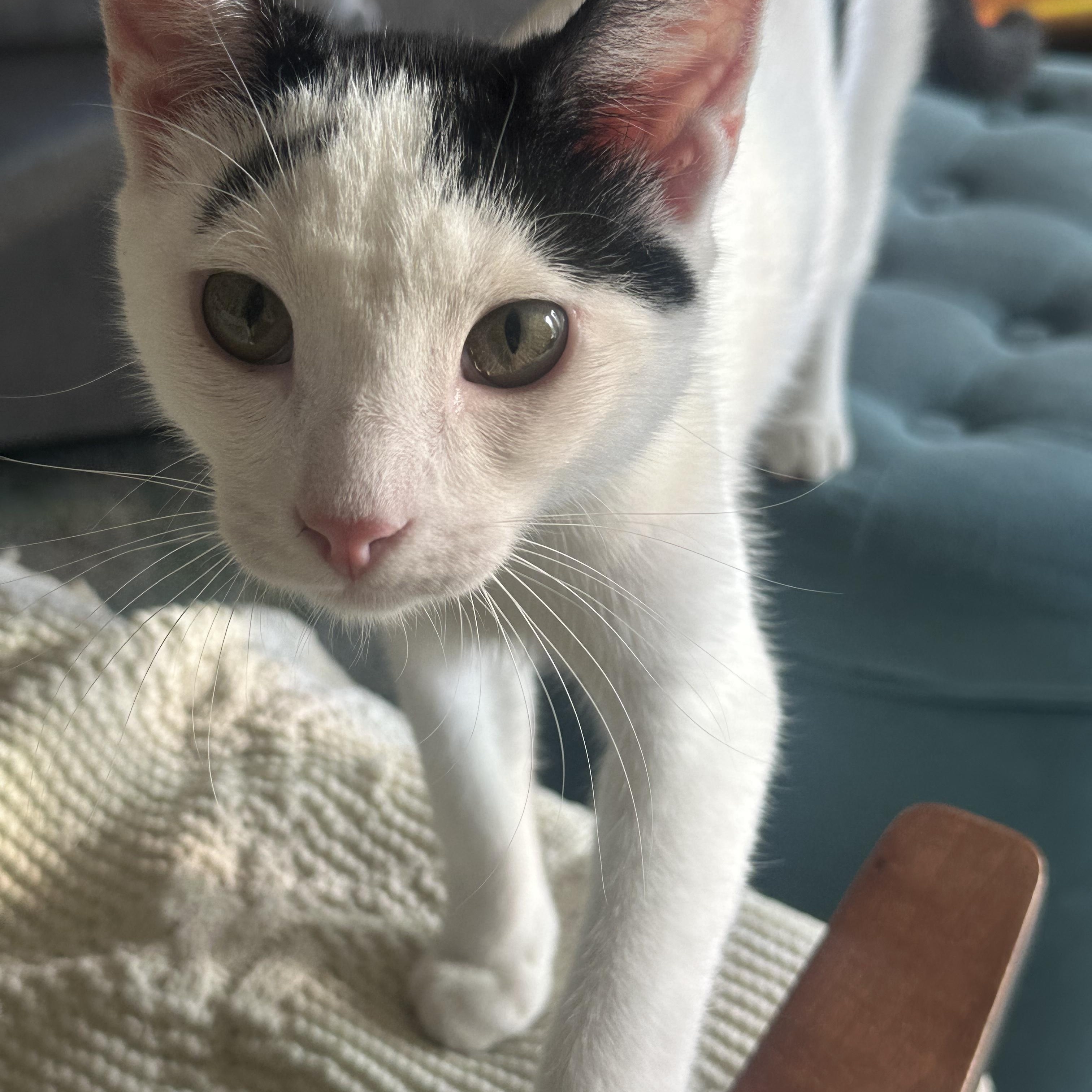 Enlarge Tarragon, a Adoptable Domestic Short Hair in Pacific Palisades, CA image 2/6