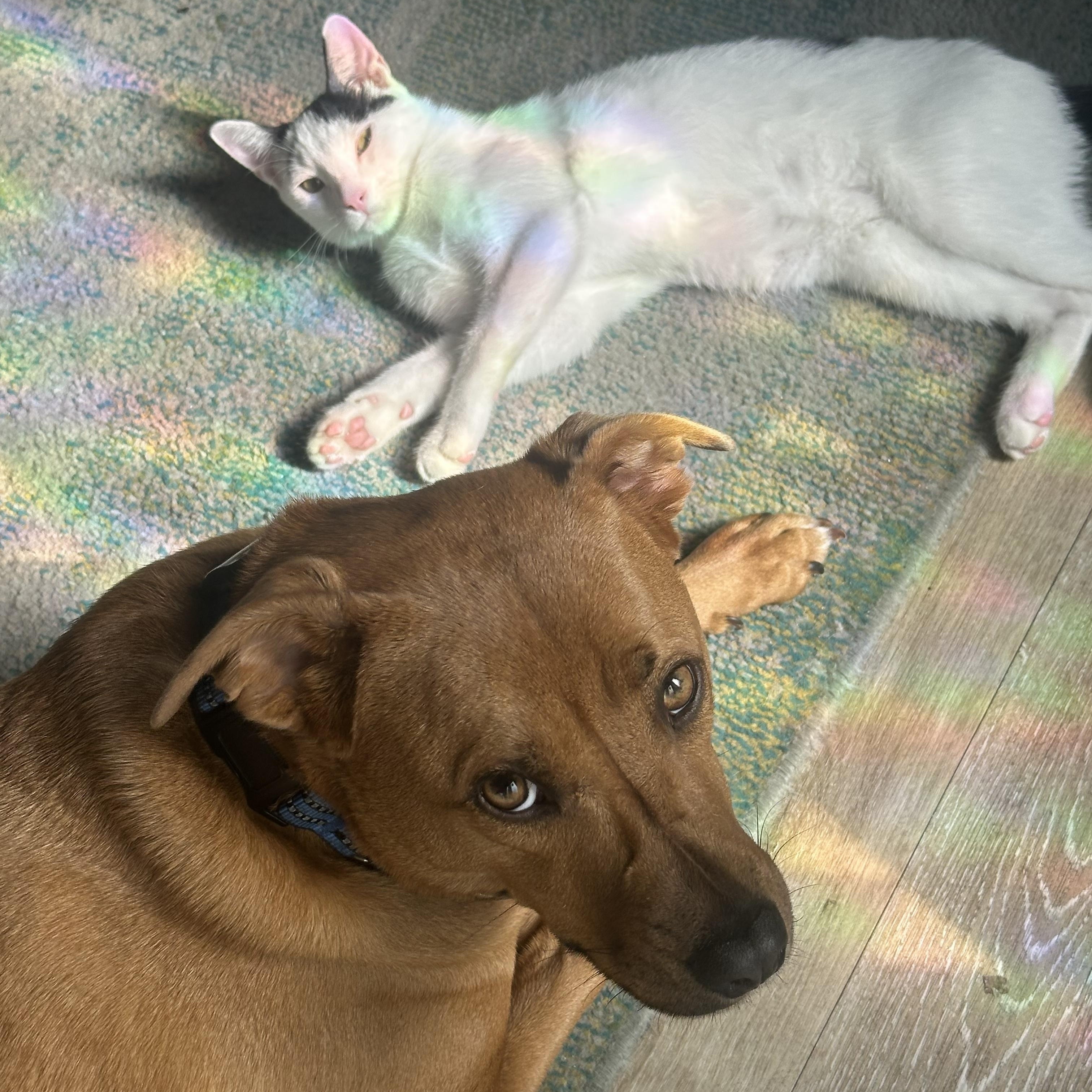 Enlarge Tarragon, a Adoptable Domestic Short Hair in Pacific Palisades, CA image 3/6