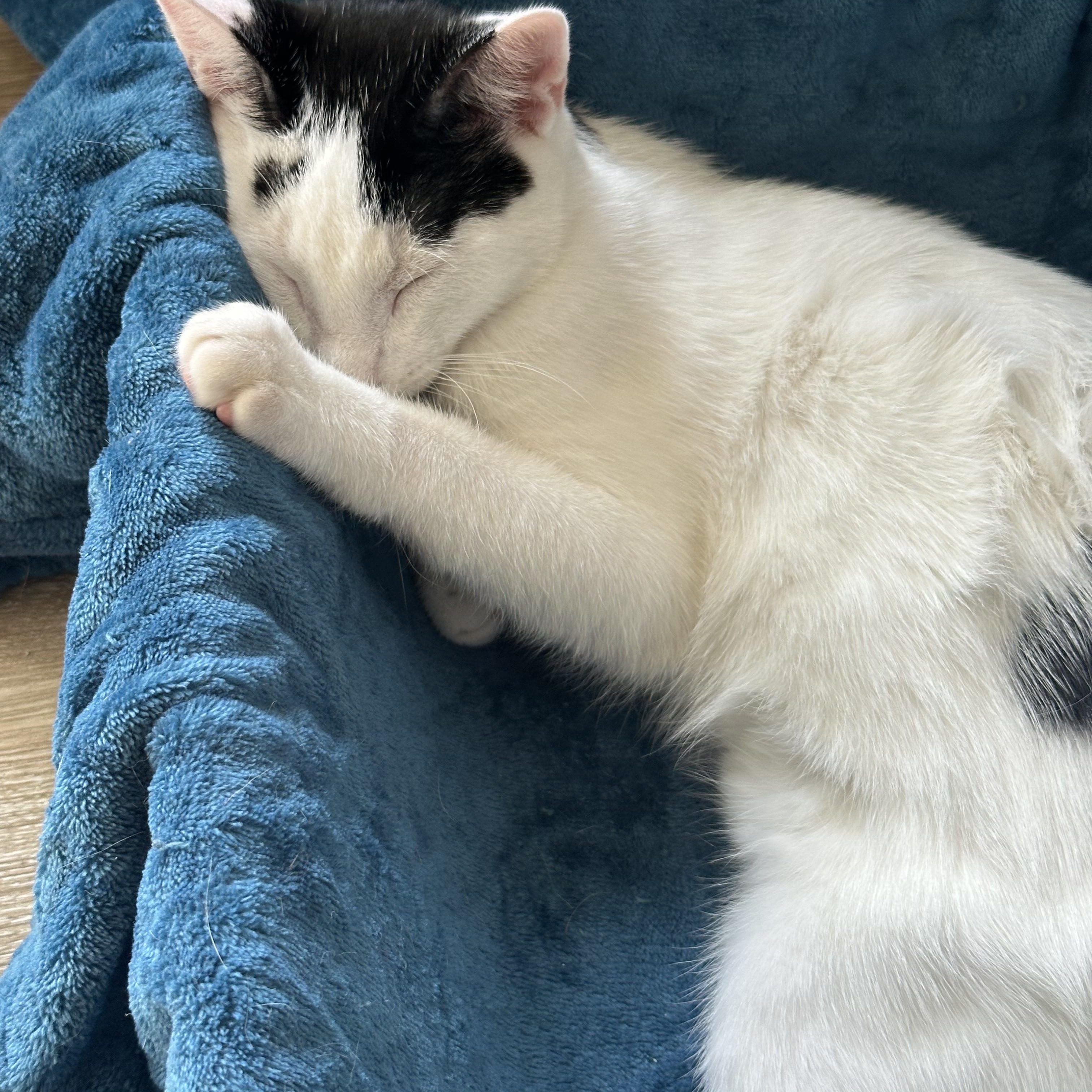 Enlarge Tarragon, a Adoptable Domestic Short Hair in Pacific Palisades, CA image 6/6