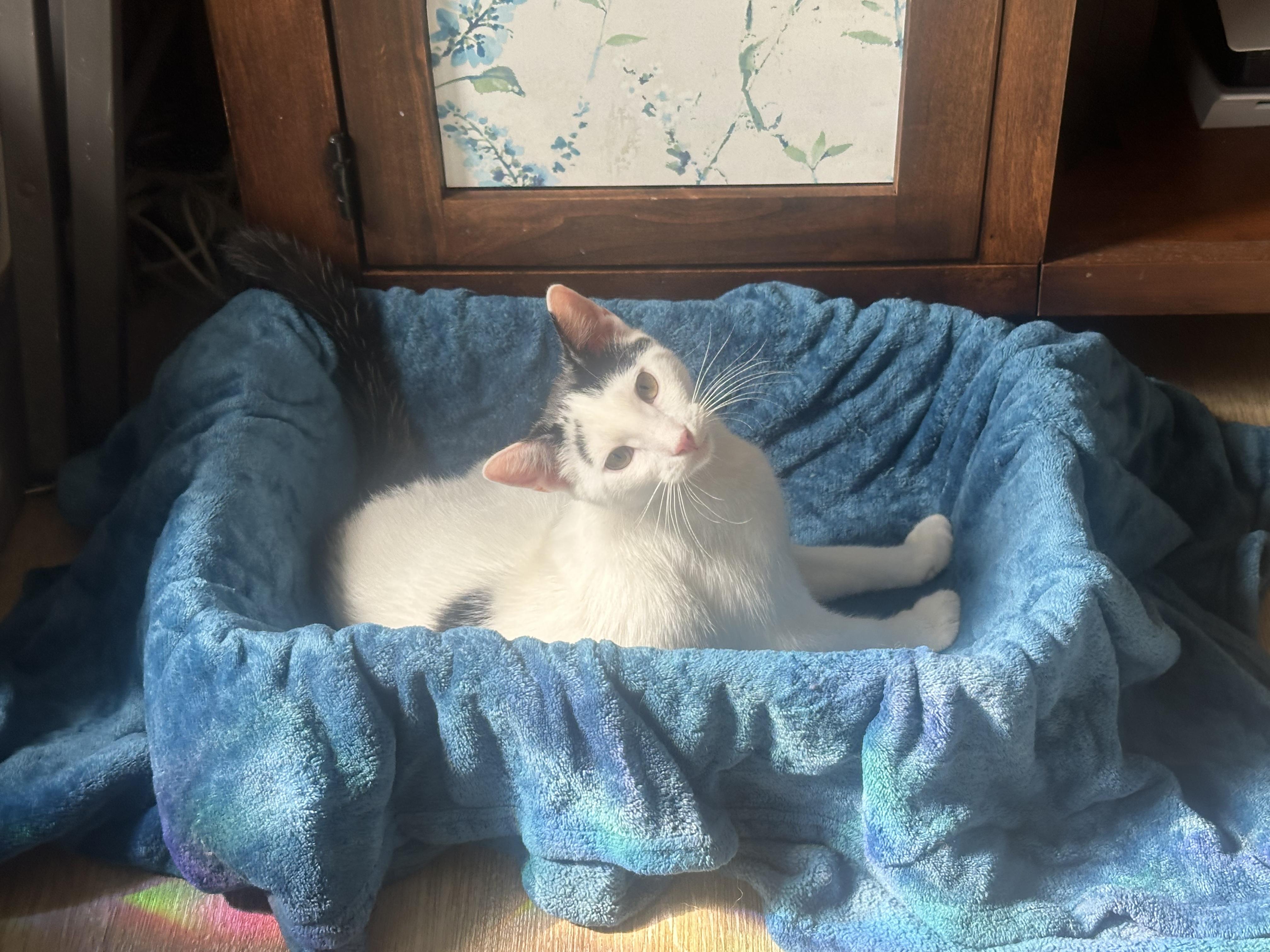 Enlarge Tarragon, a Adoptable Domestic Short Hair in Pacific Palisades, CA image 5/6