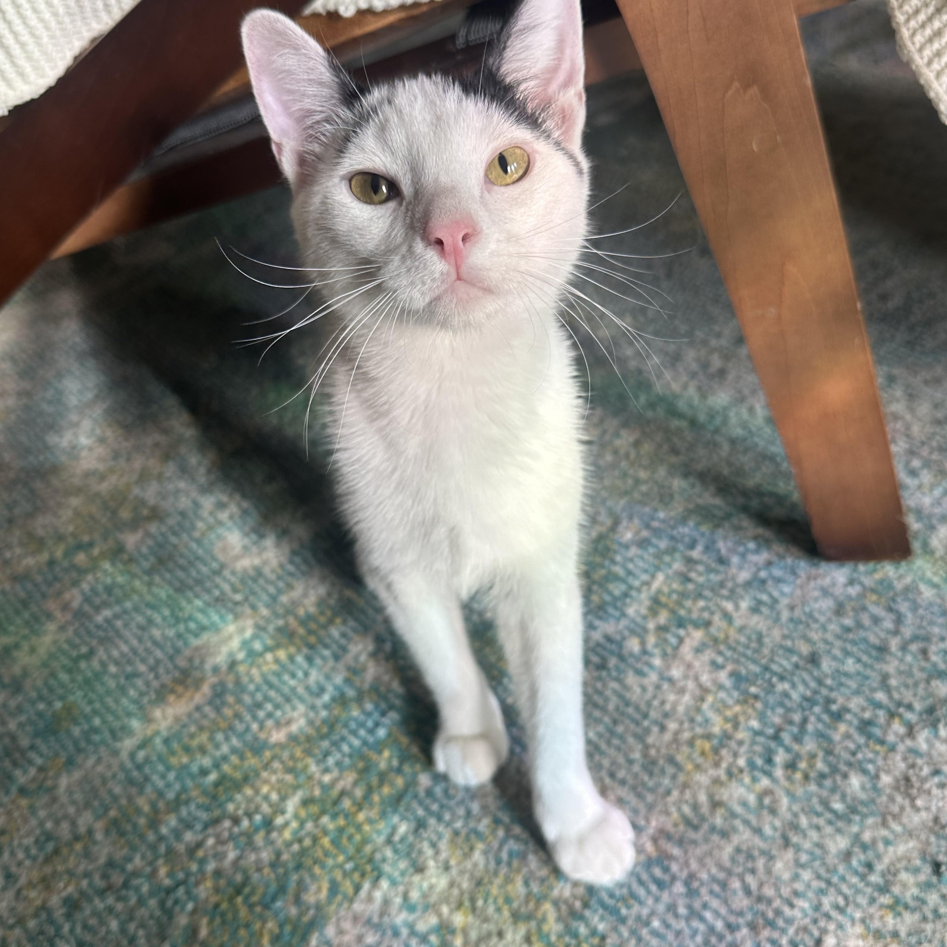 Tarragon, Adoptable, Adult Male Domestic Short Hair.