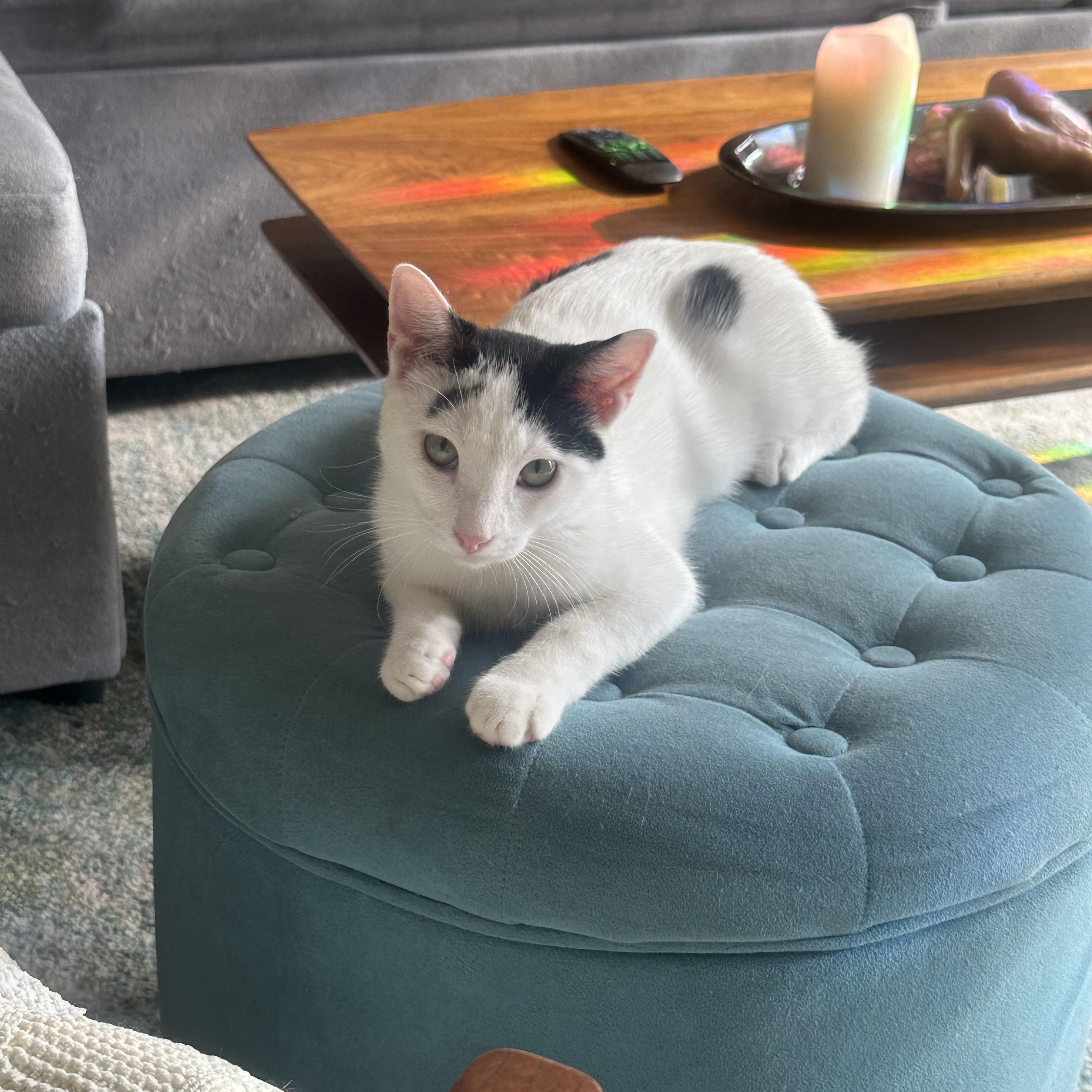 Enlarge Tarragon, a Adoptable Domestic Short Hair in Pacific Palisades, CA image 4/6