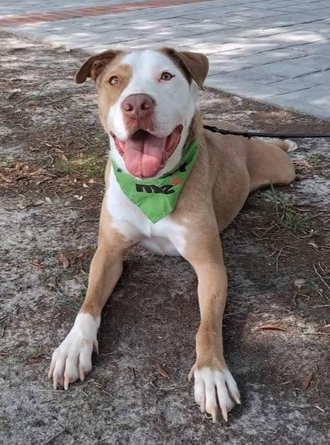 King, Adoptable, Young Male Pit Bull Terrier & Labrador Retriever.