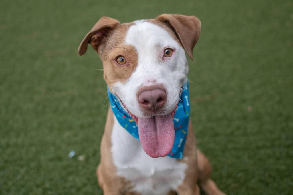 King, a Adoptable mixed breed in Hartsville, SC image 1/4