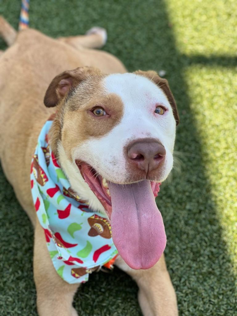 Enlarge King, a Adoptable mixed breed in Hartsville, SC image 1/6