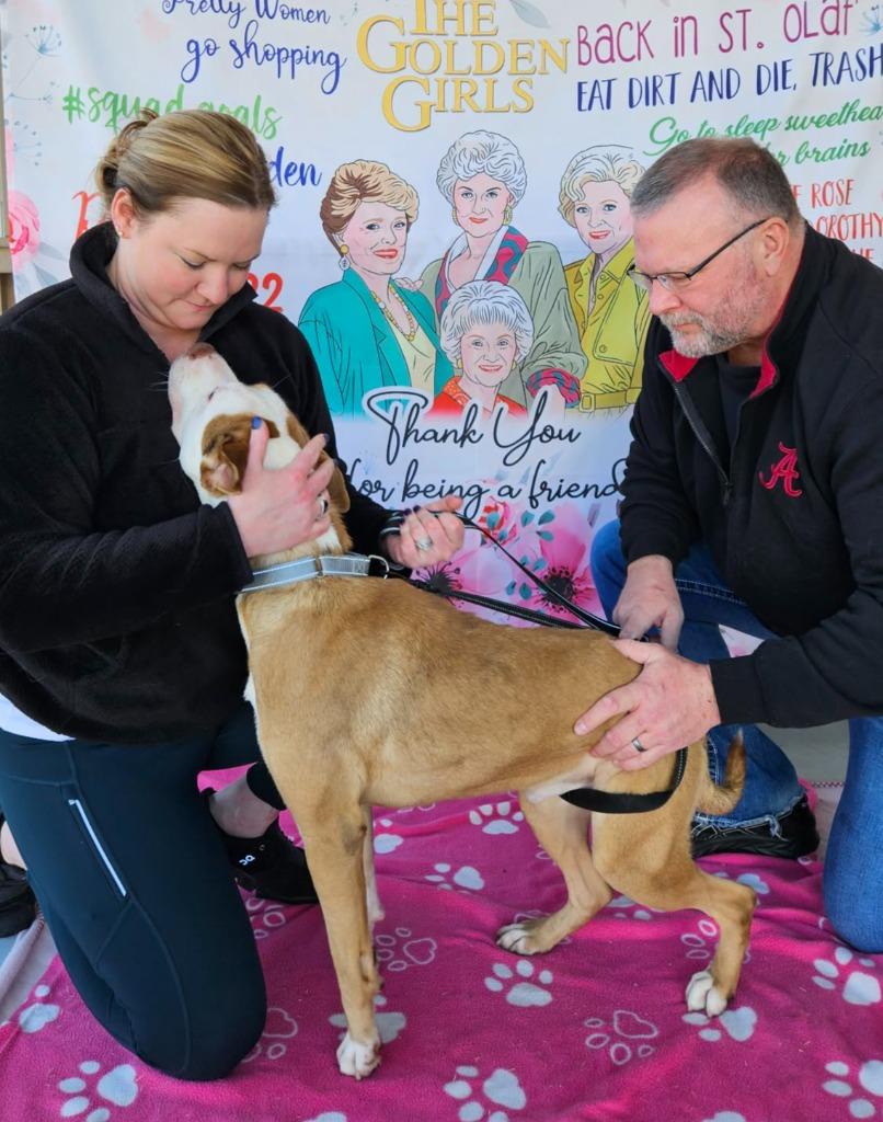 King, a Adoptable mixed breed in Hartsville, SC image 1/6