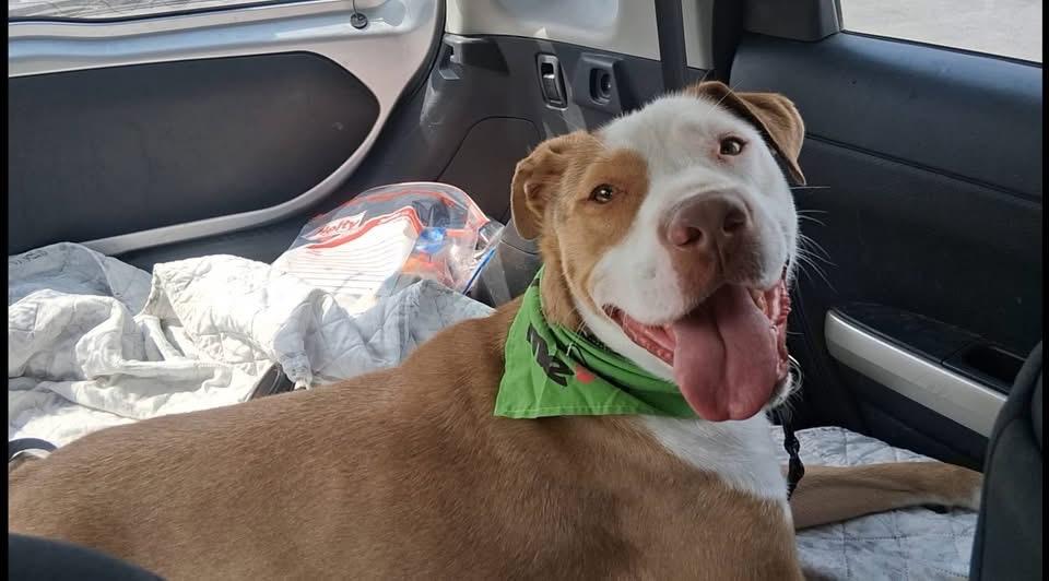 Enlarge King, a Adoptable mixed breed in Hartsville, SC image 1/5