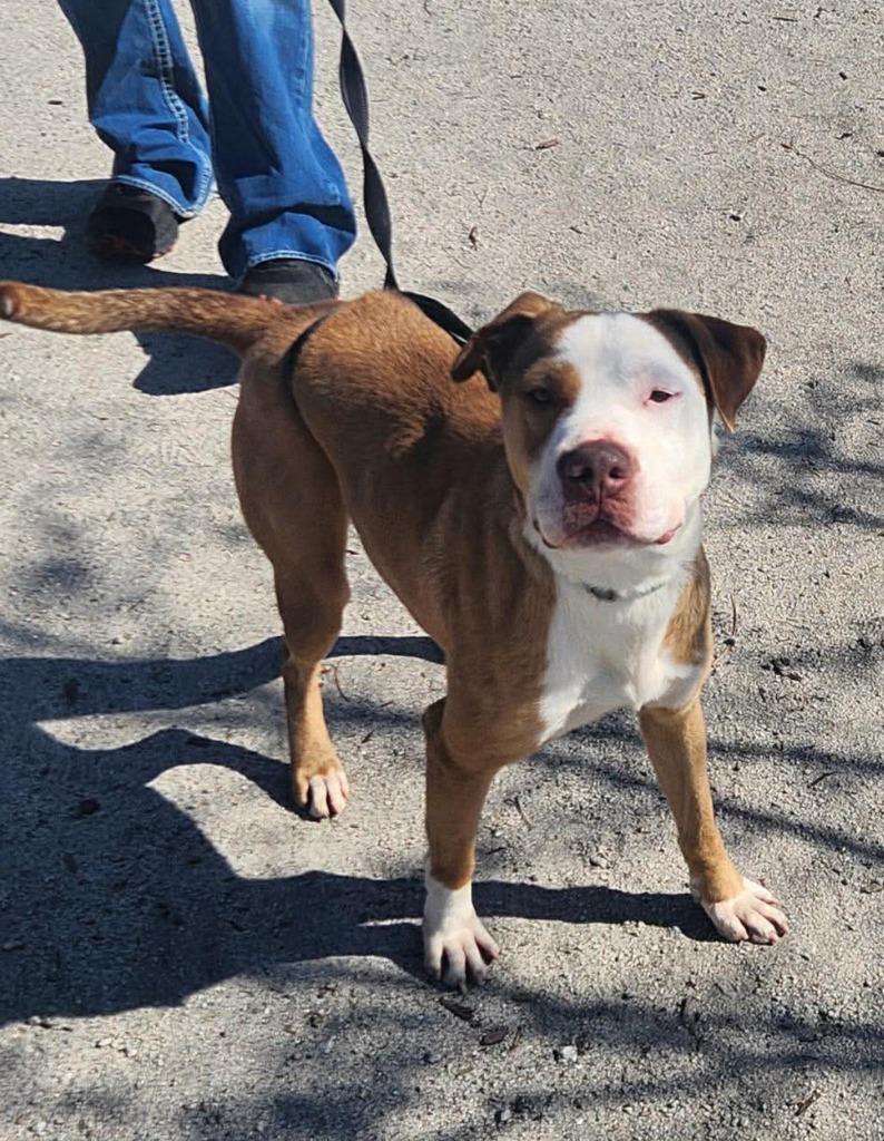 King, a Adoptable mixed breed in Hartsville, SC image 2/6