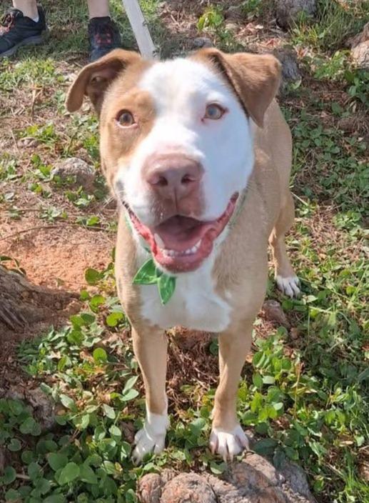 Enlarge King, a Adoptable mixed breed in Hartsville, SC image 2/5