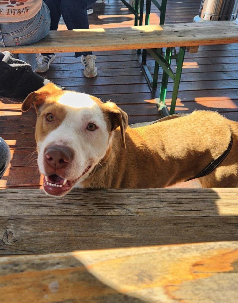 King, a Adoptable mixed breed in Hartsville, SC image 4/6