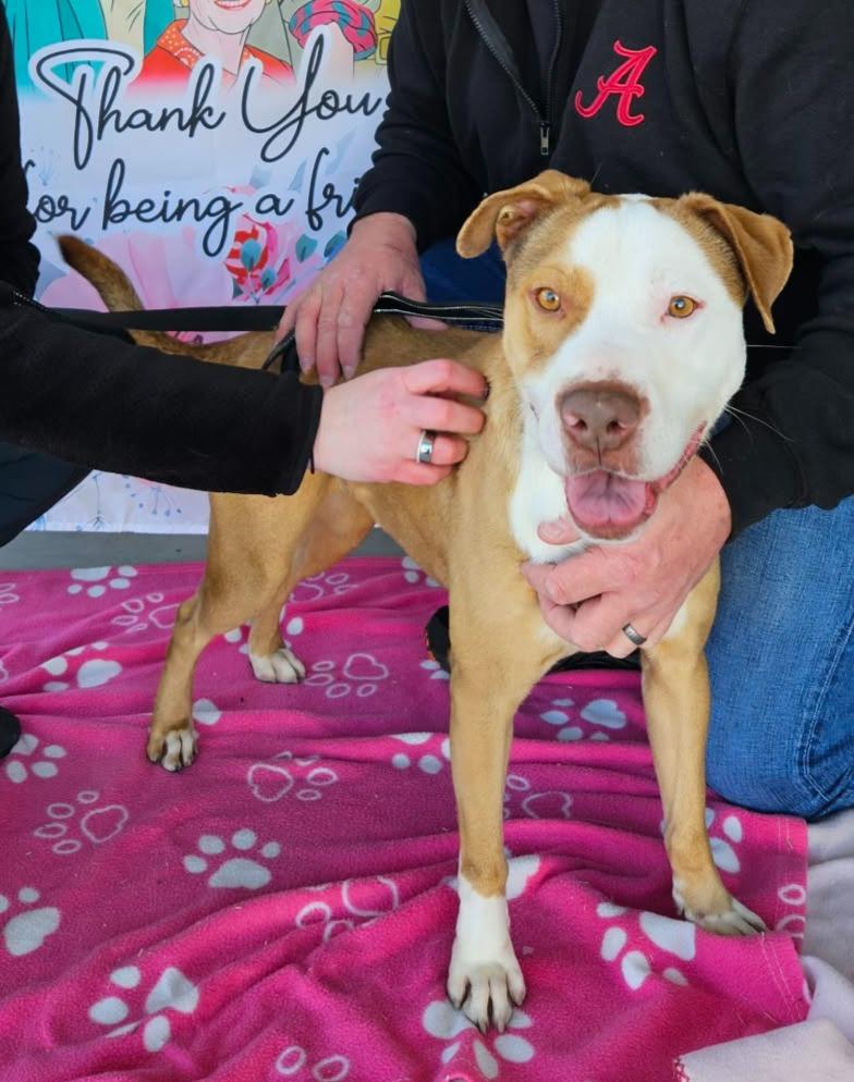 King, a Adoptable mixed breed in Hartsville, SC image 5/6