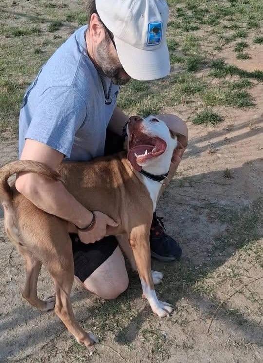 Enlarge King, a Adoptable mixed breed in Hartsville, SC image 5/5