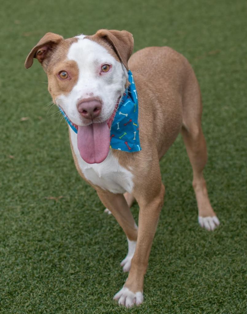 King, a Adoptable mixed breed in Hartsville, SC image 5/5