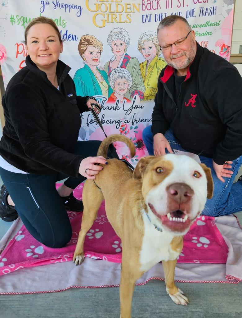 King, a Adoptable mixed breed in Hartsville, SC image 6/6