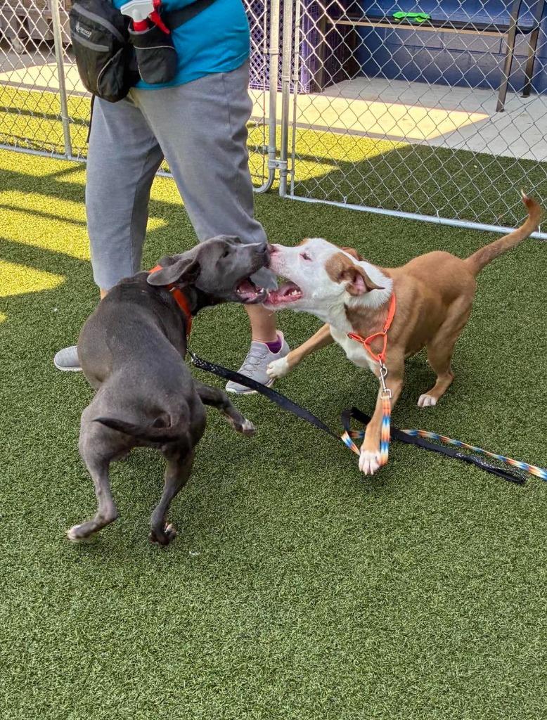 Enlarge King, a Adoptable mixed breed in Hartsville, SC image 6/6