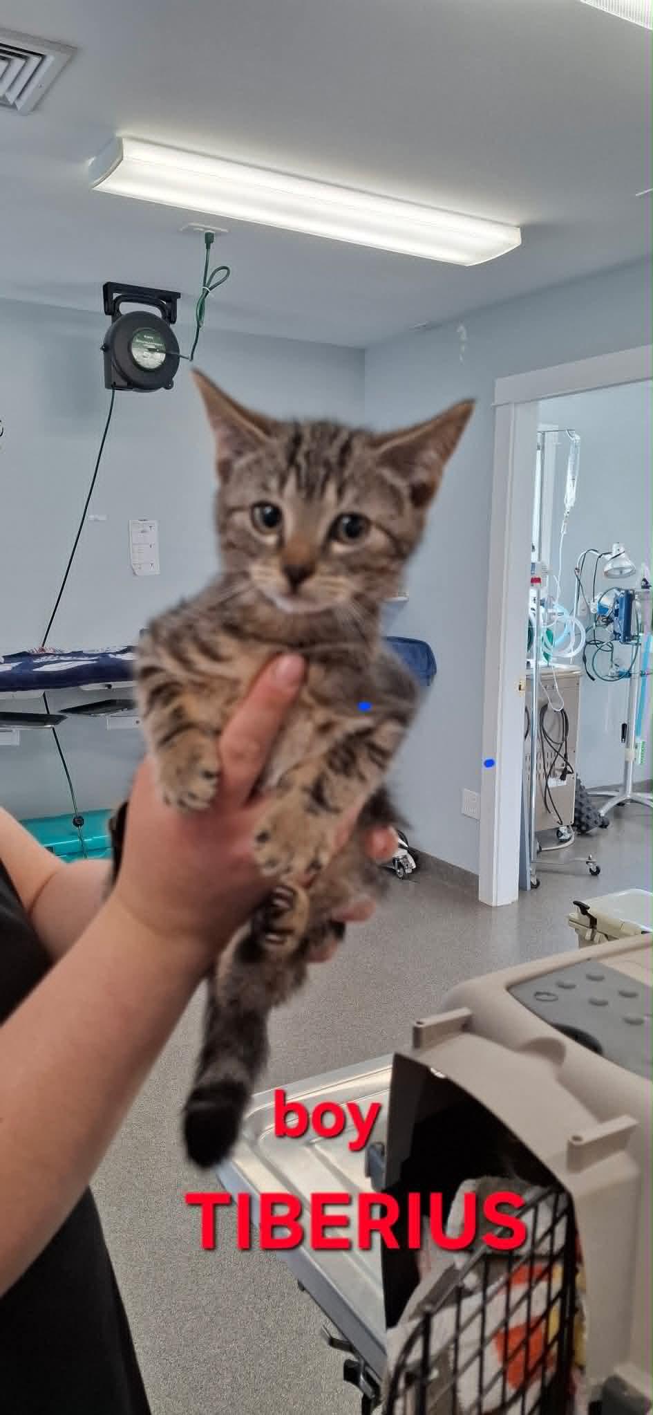 Tiberius, Adoptable, Kitten Male Domestic Short Hair.