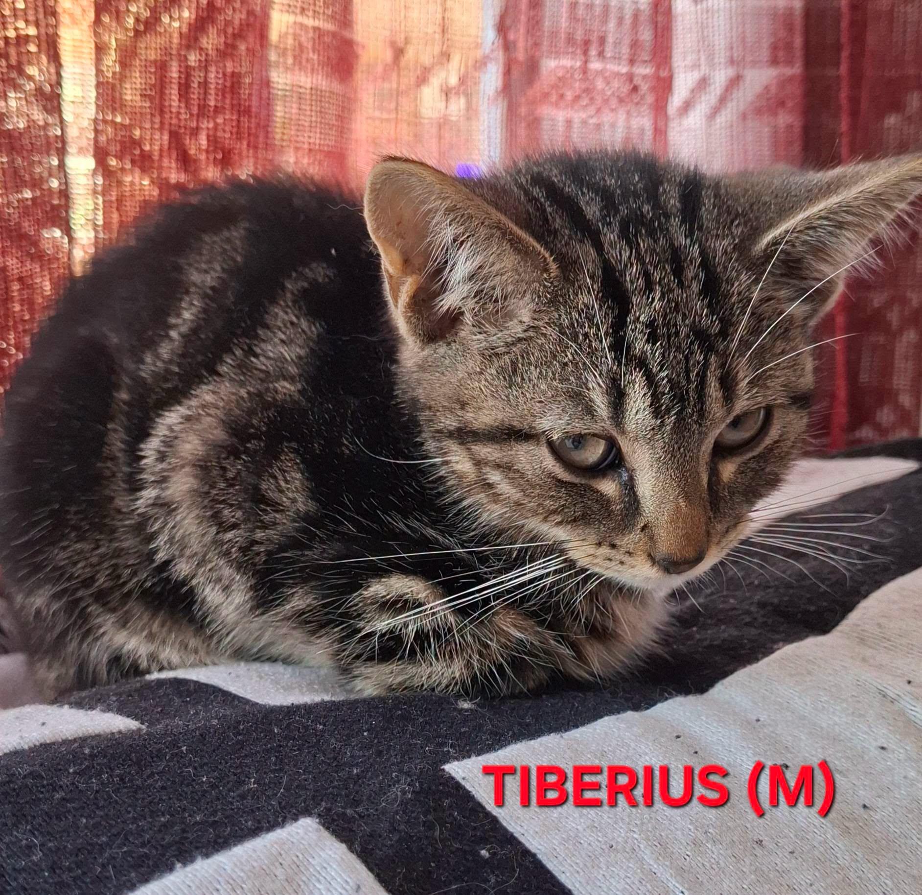 Tiberius, a Adoptable Domestic Short Hair in Rumford, ME image 2/2