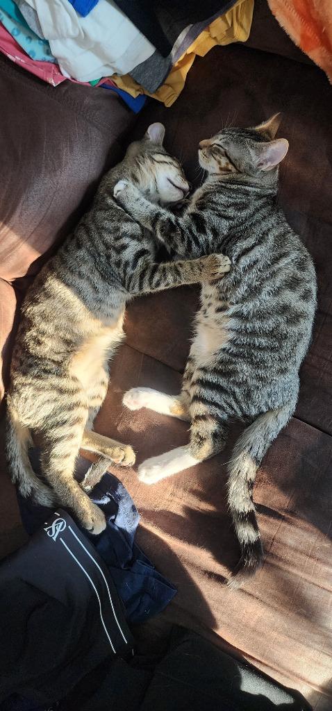 Enlarge Backpack, a Adoptable mixed breed in Evans, GA image 1/4