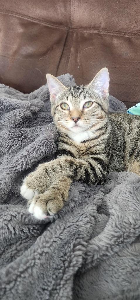 Enlarge Backpack, a Adoptable mixed breed in Evans, GA image 2/4