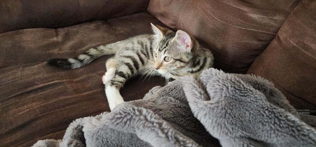 Enlarge Backpack, a Adoptable mixed breed in Evans, GA image 3/4