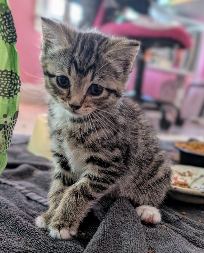 Enlarge Backpack, a Adoptable mixed breed in Evans, GA image 4/4